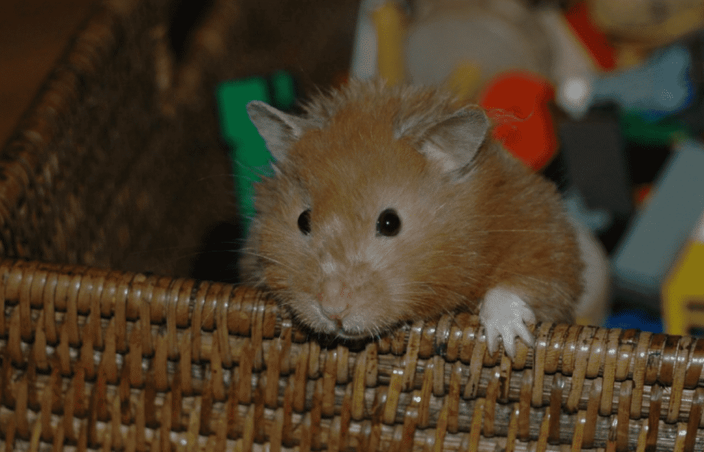 Are Legos Safe For Hamsters/Guinea Pigs?