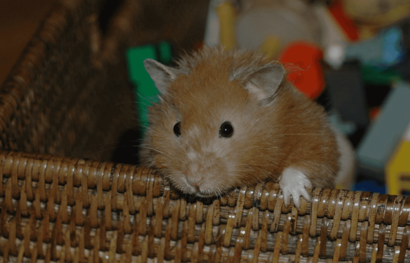 Are Legos Safe For HamstersGuinea Pigs